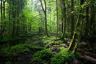 Springtime sunrise in Bialowieza Forest