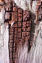 Fissured tree bark