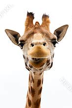 Funny Giraffe