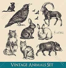 Animals set