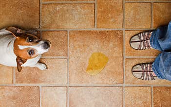 Dog pee look up