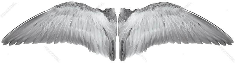 wings of bird