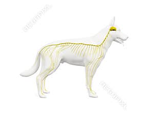 The canine nervous system