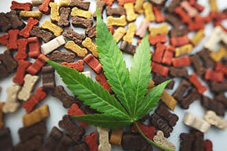 Dog bones cbd . cannabis business