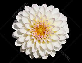 White chrysanthemum
