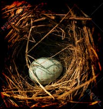 Egg in a nest