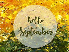 Hello September.Yellow and green maple leaves background with text.Fall season concept.
