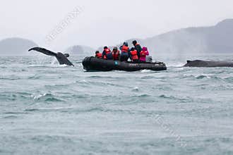 National Geographic Lindblad expedition Alaskan humpback whales up close