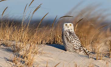 Snowy Owl at the Beach