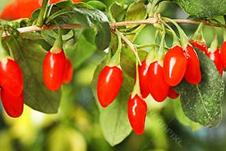 Branch with ripe fresh goji berries