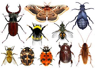 Set of insects