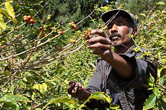 St Helena coffee farmer picking ripe cherry beans