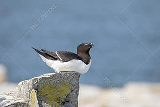 Razorbill on Machias Seal Island