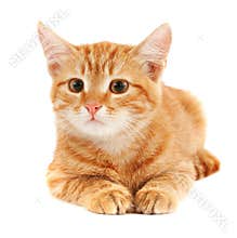 Cute red cat