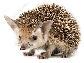 Porcupine on a white background
