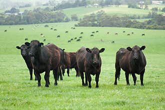 Farm cows