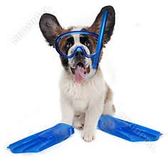 Saint Bernard puppy dog wearing snorkeling gear