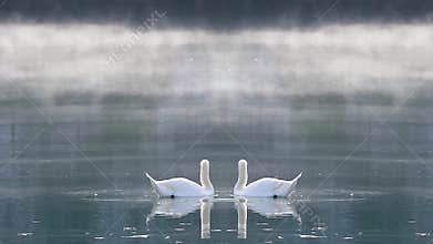 the kiss of the swan