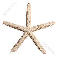 Starfish