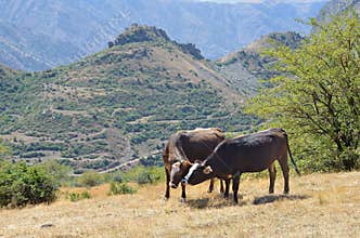 Cows on the pasture in  the mountains of Armenia