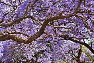 Jacaranda trees