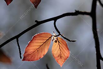 Leaves of copper beech