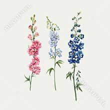 Beautiful vector watercolor floral set with pink, white and blue delphinium flowers. Stock illustration.