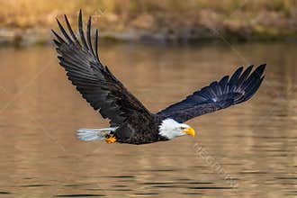 Bald Eagle flying