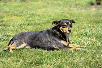 Dog lies in park background. No activity dog