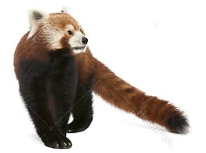 Old Red panda or Shining cat, Ailurus fulgens