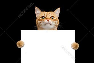 Rad cat holding a blank sign isolated on black background