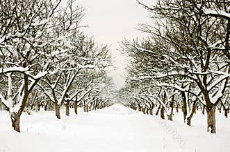 Row through winter orchard