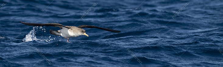Cory`s Shearwater on the waters of the Atlantic Ocean in the Azores Islands
