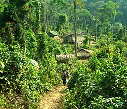 Jungle Trail Adventure: Exploring the Untamed Wild