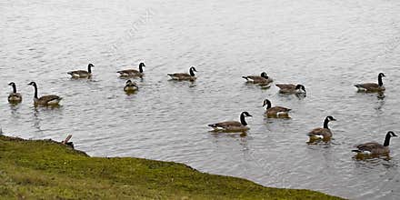 Canadian Geese Waterfowl on Lake