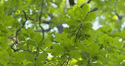 Large oak tree from below with green leaves in sunny day