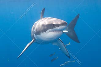 Great White Shark at Guadalupe Island
