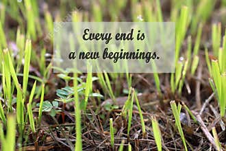 Inspirational quote - Every end is a new beginnings. With background of new plant or grass start to grow life after pruning.