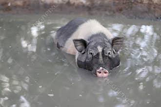 Pig soak in the water to cool off in the pond.