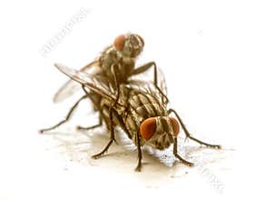 Flies have sex