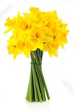 Lent lily (daffodil) 2