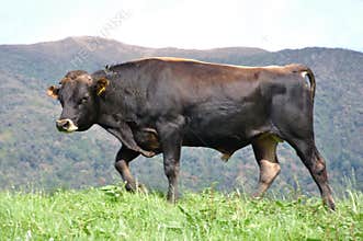 Jersey bull