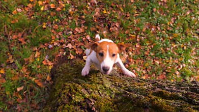 Jack Russell Terrier dog jumping up to catch wooden stick. Pretty puppy playing in the garden, backyard. Purebred dog