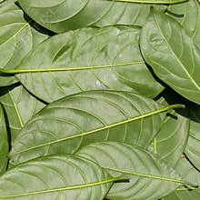 Green leaves pattern background, nature background and wallpaper