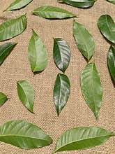 Beautiful green leaves on the jute  fabric background.