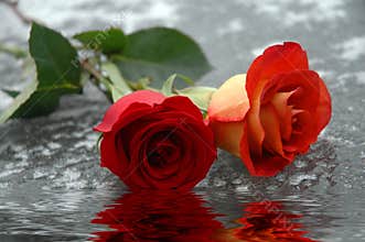 Roses on Water