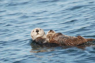Sea Otter and Pup
