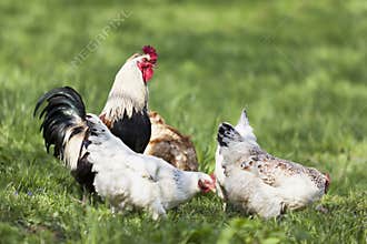 Chicken and outdoors.