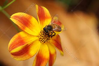 Honey bee bees feeding on yellow red flower Apis mellifera honeybee