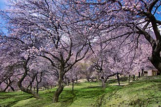 Landscape photography of hunza and nagar in Spring with blossom trees , northern areas of gilgit baltistan, Pakistan